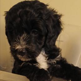 Jellybean - Black female Cavapoo puppy in East Providence, Rhode Island from Marta's Cavaliers