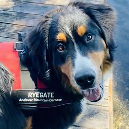 RYEGATE - Bernese Mountain Dog