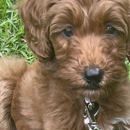 Goldendoodles from Jessica Bush