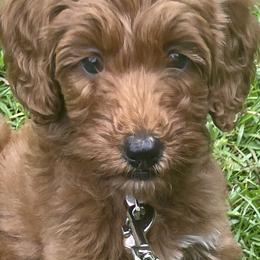 Goldendoodles from Jessica Bush