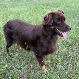 Maple - Australian Shepherd