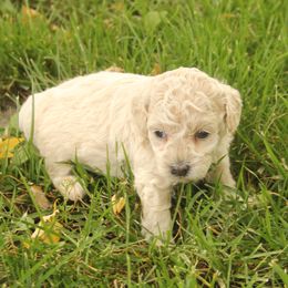 Eddie - Silver-beige  male Poodle puppy in West Bend, Iowa from Blue Skies Terriers