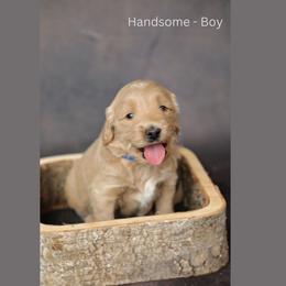 Bo - male - Cream Goldendoodle puppy in Lyman, Wyoming from Sweet Oakley Doodles