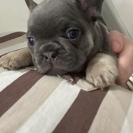 French Bulldog Puppies from Frenchie Truffles