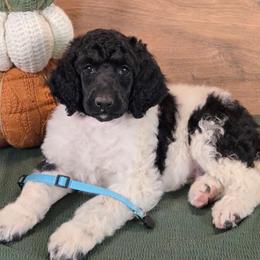 John - Parti male Poodle puppy in Bauxite, Arkansas from Mountain Ridge Poodles