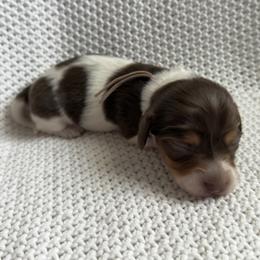 Dachshund Puppies from Morgan Burtenshaw