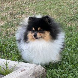 Merlin - Pomeranian