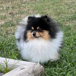 Merlin - Pomeranian