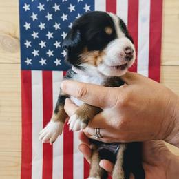 Pink Girl, Liberty - Black, white and red female Greater Swiss Mountain Dog puppy in Edinboro, Pennsylvania from Greater Swiss of Whitetail Acres