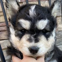 Boy 3 - Black and white Siberian Husky puppy in Butler, Missouri from Felwinter Woolies