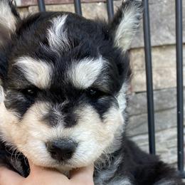 Boy 3 - Black and white Siberian Husky puppy in Butler, Missouri from Felwinter Woolies