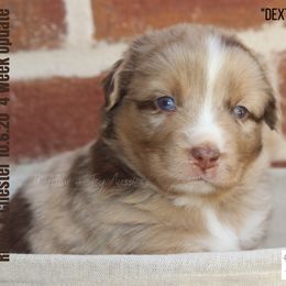Miniature Australian Shepherd and Toy Australian Shepherd Puppies from TK Mini & Toy Aussies