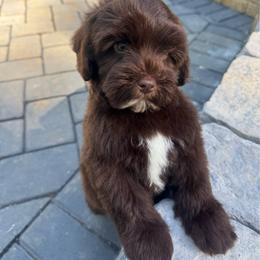 Hershey - Chocolate male Australian Labradoodle puppy in Nashville, Tennessee from SF Australian Labradoodles