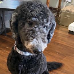 Brewster - Black male Goldendoodle puppy in Arlington, Texas from Chambers Doodle Patch