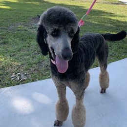 Sophie  - Poodle