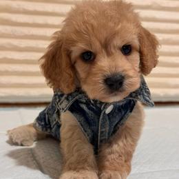 Loui - Apricot male Maltipoo puppy in Bakersfield, California from Silvia's Maltipoos