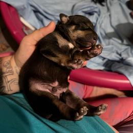 Lykos Wiccan - Black white and tan male Xoloitzcuintli puppy in Manitowoc, Wisconsin from Wonderland Kennel