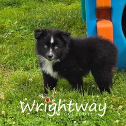 Voss - Black & white male Miniature Australian Shepherd puppy in Dowagiac, Michigan from Wrightway Wigglebutts