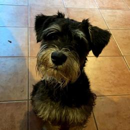 Memphis - Miniature Schnauzer