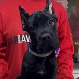 Purple collar - Black female Cane Corso puppy in Clewiston, Florida from Far From Average Kennels