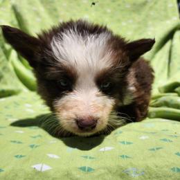 Tulip - Panda female German Shepherd puppy in Los Lunas, New Mexico from Mali's German Shepherds LLC