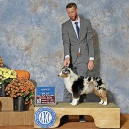 Dolly - Miniature American Shepherd