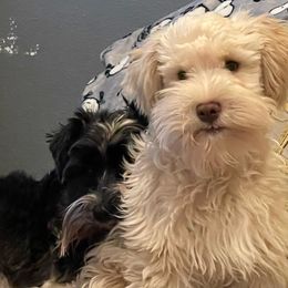 Miniature Schnauzers from Skagit Valley Schnauzers