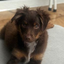 Choco - Red tri male Miniature Australian Shepherd puppy in Fort Myers, Florida from Gilmore Aussie Posse of Florida Pure-bred Miniature Australian Shepherds