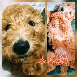 Goldendoodle Puppies from Lu Doodles