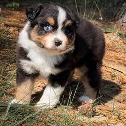 Captain - Black tri male Miniature American Shepherd puppy in Leitchfield, Kentucky from Legendmaker MAS