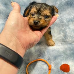 Scout - Black and tan male Morkie puppy in Winston Salem, North Carolina from Bandy Morkies