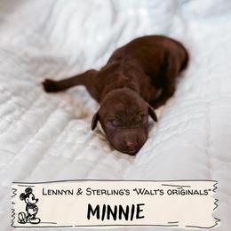 Minnie - Chocolate female Goldendoodle puppy in Soddy Daisy, Tennessee from The W Doods