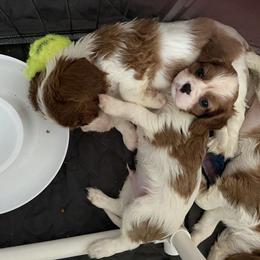 Cavalier King Charles Spaniel Puppies from Patch of Land Acres