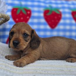 Strawberry - Red female Dachshund puppy in Goodman, Missouri from Darling Dachshunds