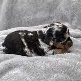 Woody - Dapple male Dachshund puppy in Park Hill, Oklahoma from Lakeview Dachshunds