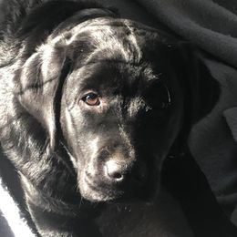 Lulu - Labrador Retriever