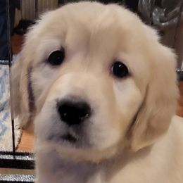 2nd pick of the Apple boys - Light golden male Golden Retriever puppy in Fithian, Illinois from LOMAH Retrievers