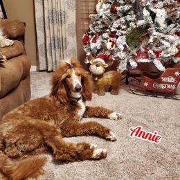 "Annie small Standard Poodle" Poodle All Grown Up from Meadowbrook Standard and Mini Poodles