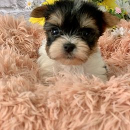 Biewer Terrier and Havanese All Grown Up from Country Sweet Havanese and Bee Happy Biewers