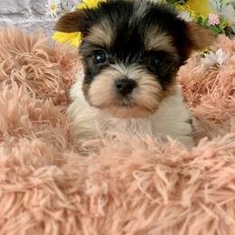 Biewer Terrier and Havanese All Grown Up from Country Sweet Havanese and Bee Happy Biewers