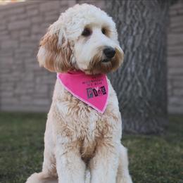 Gigi - Goldendoodle