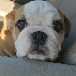 Bulldogs and Pugs from Peak Bullies and Pugs SC