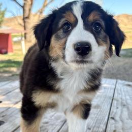 Scout - Black tri-color female Australian Shepherd puppy in Preston, Idaho from KC Bar Ranch Aussies
