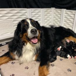 Female Puppy - Black rust and white female Bernese Mountain Dog puppy in Montrose, Michigan from Royal Bernese Mountain Dogs LLC
