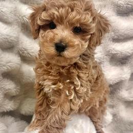 Sutton - Red  male Poodle puppy in Traverse City, Michigan from Riyem Wildflower Farms