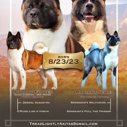 Akita puppies from Tread Lightly Akitas