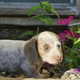 Talon - Fawn (isabella) and tan male Dachshund puppy in Sacramento, California from Family and Farm Friendly Dachshund