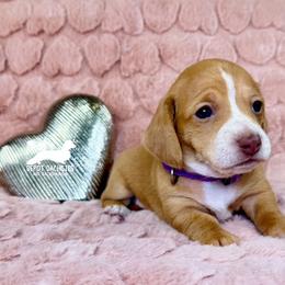 Rosie AKC - Red female Dachshund puppy in South Easton, Massachusetts from Depot Dachsies