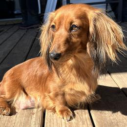 Lina - Dachshund