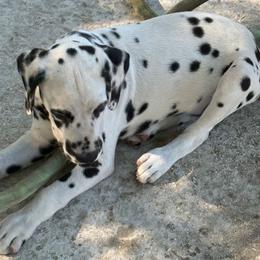 3 - White and black female Dalmatian puppy in Killeen, Florida from America's Dalmatian Friends